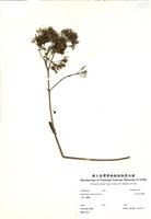 藏品(臺灣馬蘭)的圖片